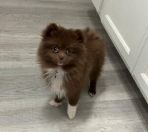 Fun Facts about the Pomeranian!