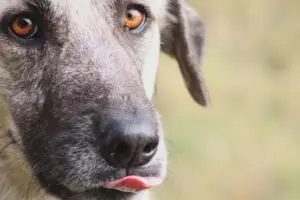 Doin him a mlem!